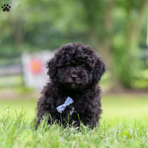 Charlie, Shih-Poo Puppy